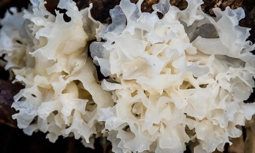 电信 流量用完、长丰县公共资源交易中心网站 -狭西泰华制药生产的芪枣颗粒多少钱网